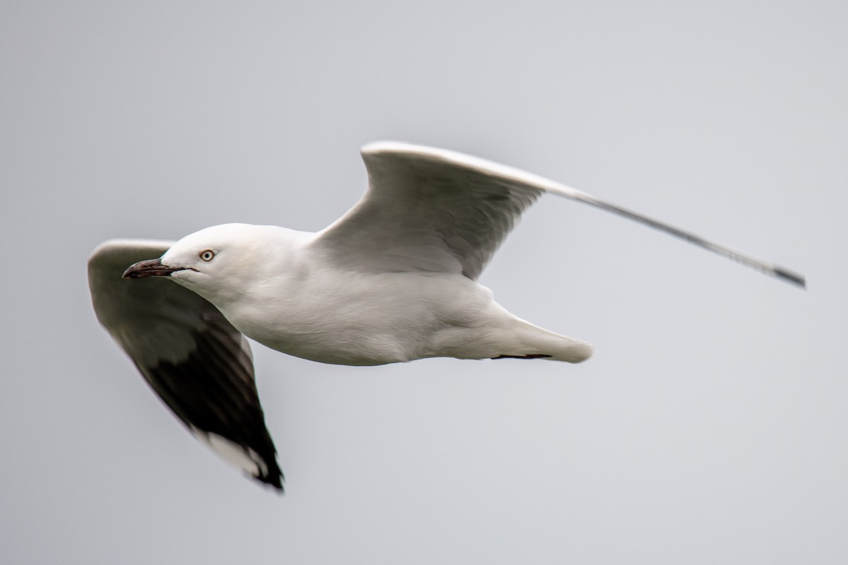 Mouette argentée - ML616706875