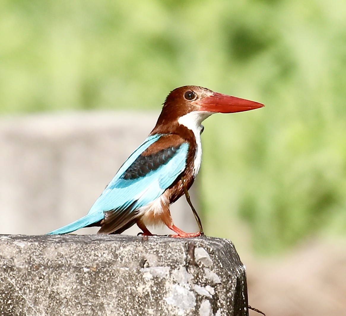 White-throated Kingfisher - ML616707056