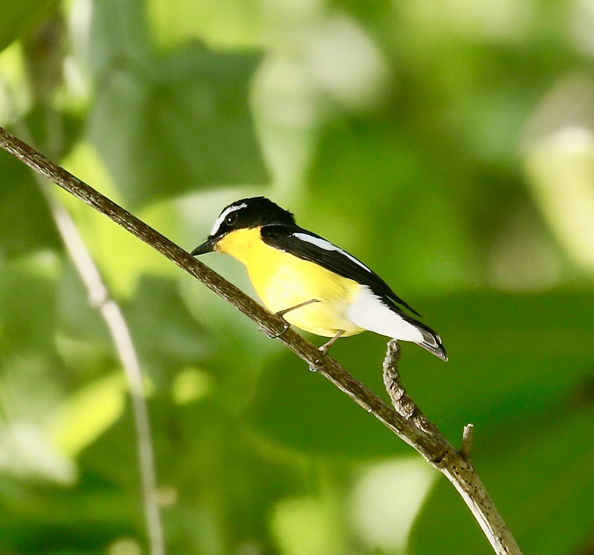 Gobemouche à croupion jaune - ML616707063