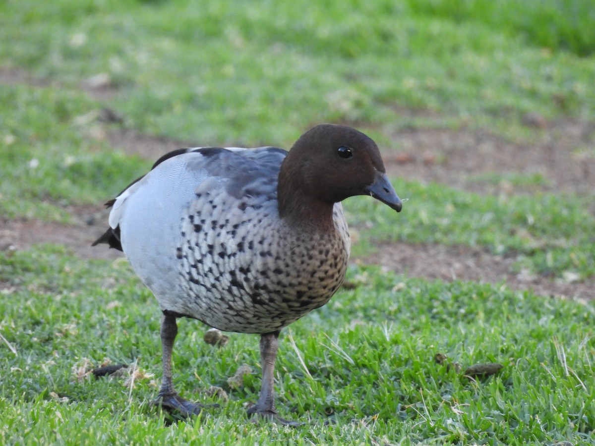 Maned Duck - ML616707149
