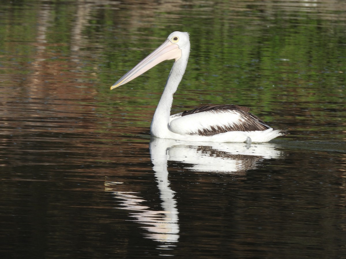 Australian Pelican - Chanith Wijeratne
