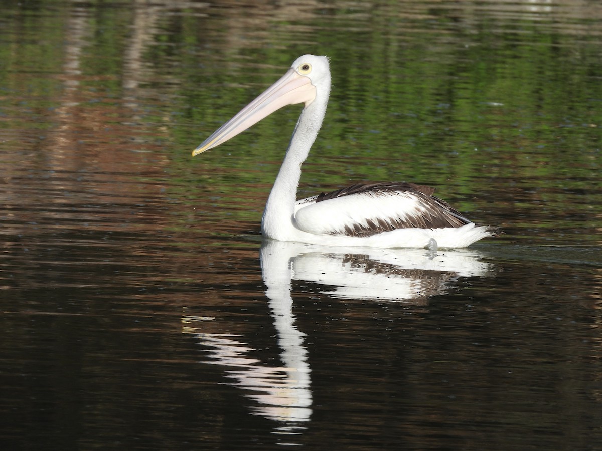 Australian Pelican - ML616707152