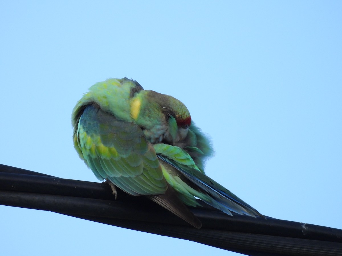 Australian Ringneck (Mallee) - Chanith Wijeratne