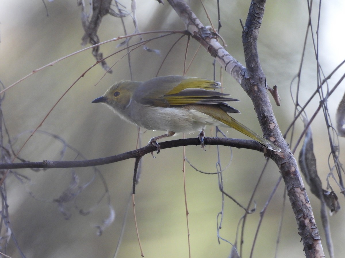 White-plumed Honeyeater - Chanith Wijeratne