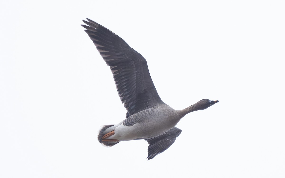 Tundra Bean-Goose - ML616707198