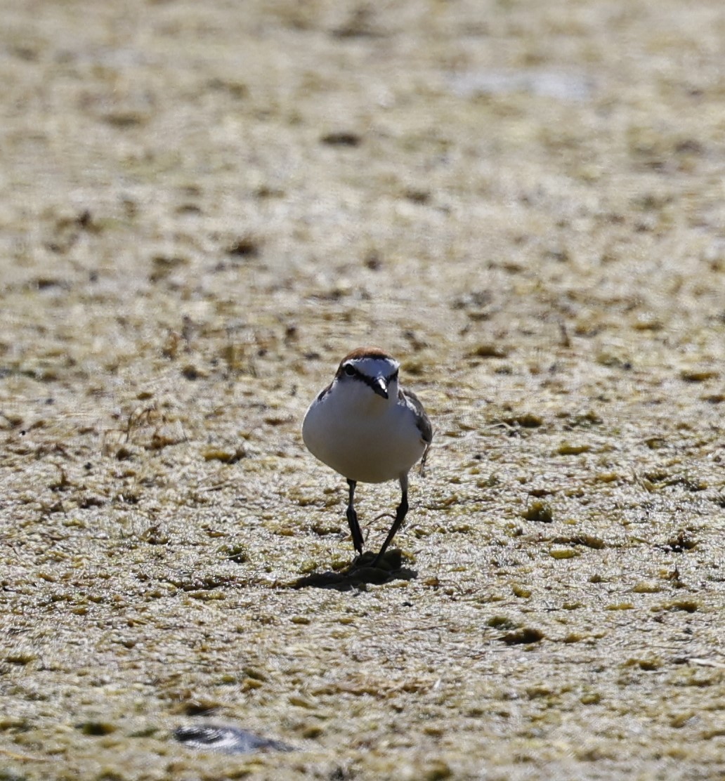Red-capped Plover - ML616707225