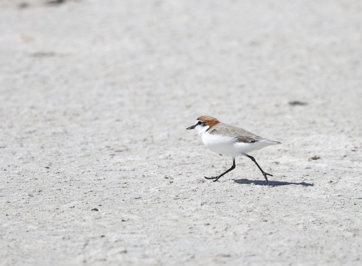 Red-capped Plover - ML616707226