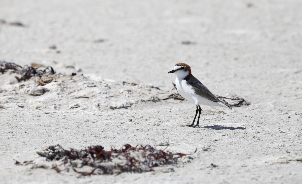 Red-capped Plover - ML616707227