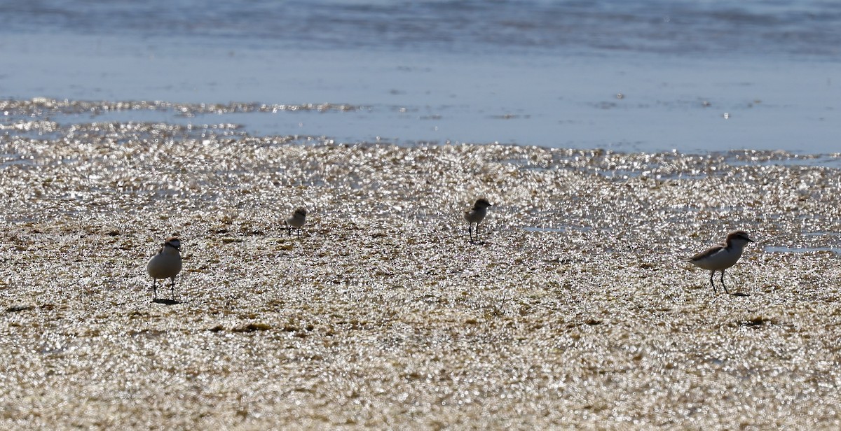 Red-capped Plover - ML616707228