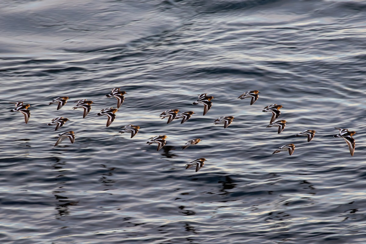 Black Turnstone - ML616707229