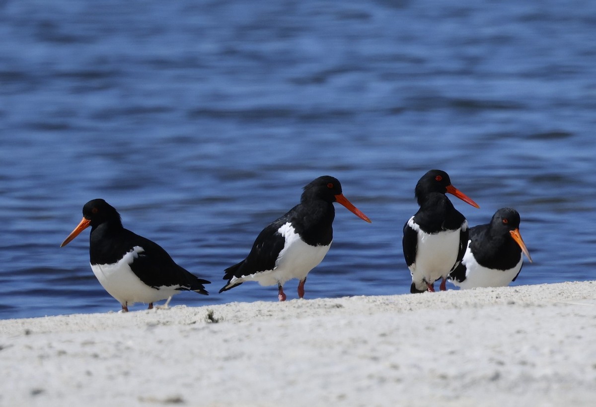 Pied Oystercatcher - Kevin McLeod