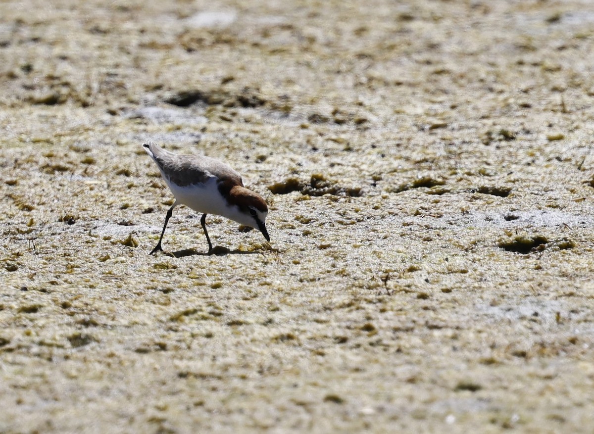 Red-capped Plover - ML616707295