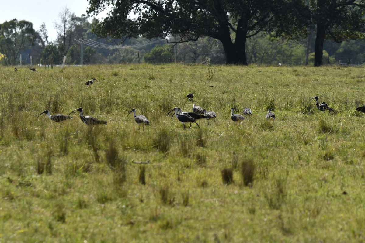 Ibis Tornasolado - ML616707300