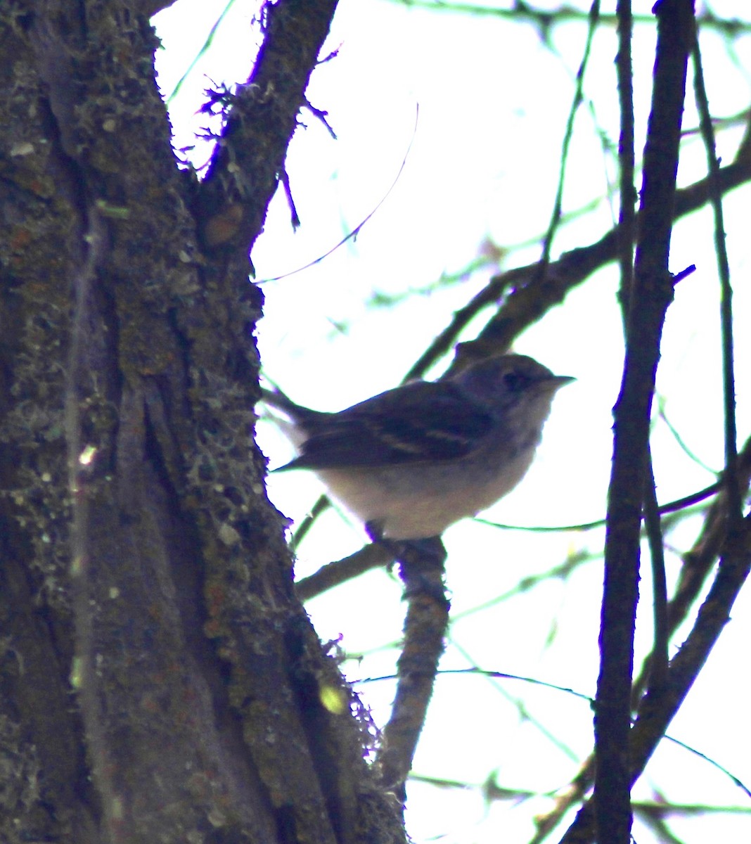 Chestnut-sided Warbler - ML616707319