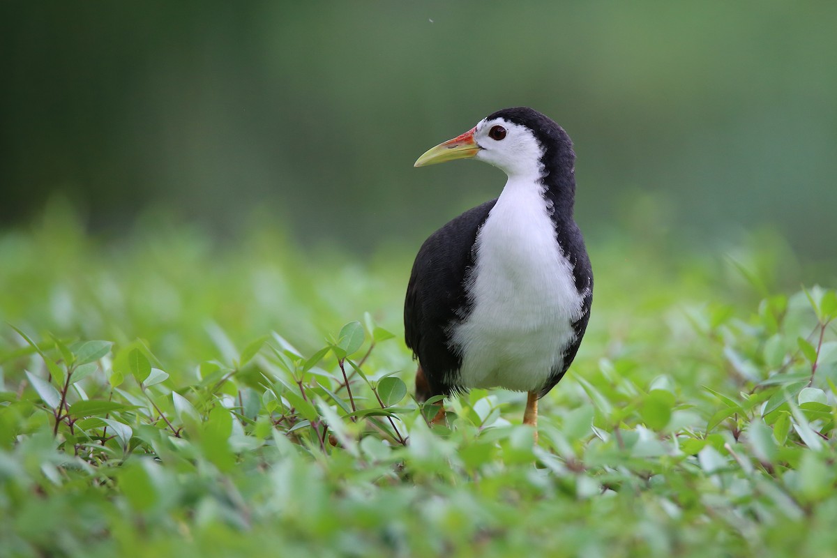 White-breasted Waterhen - ML616707410