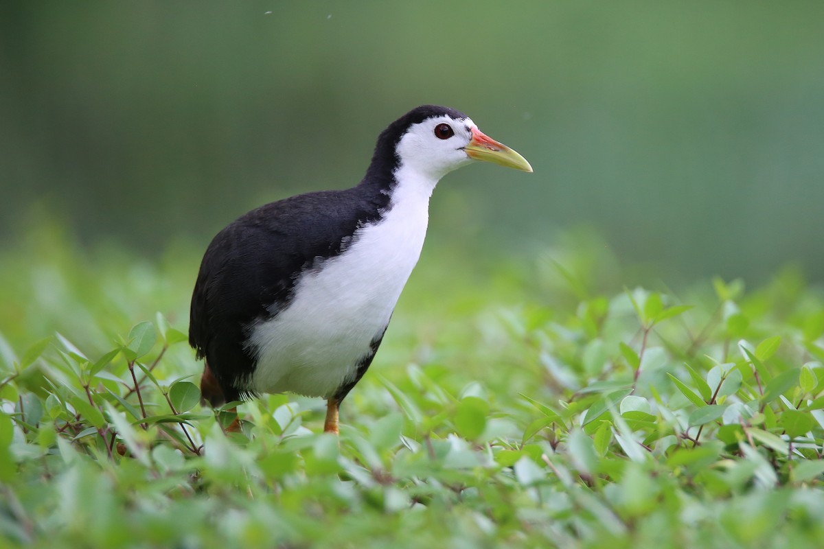 White-breasted Waterhen - ML616707411