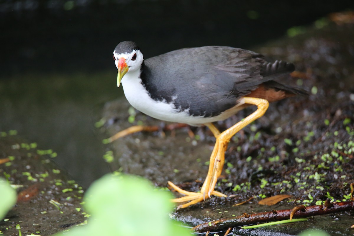 White-breasted Waterhen - ML616707416