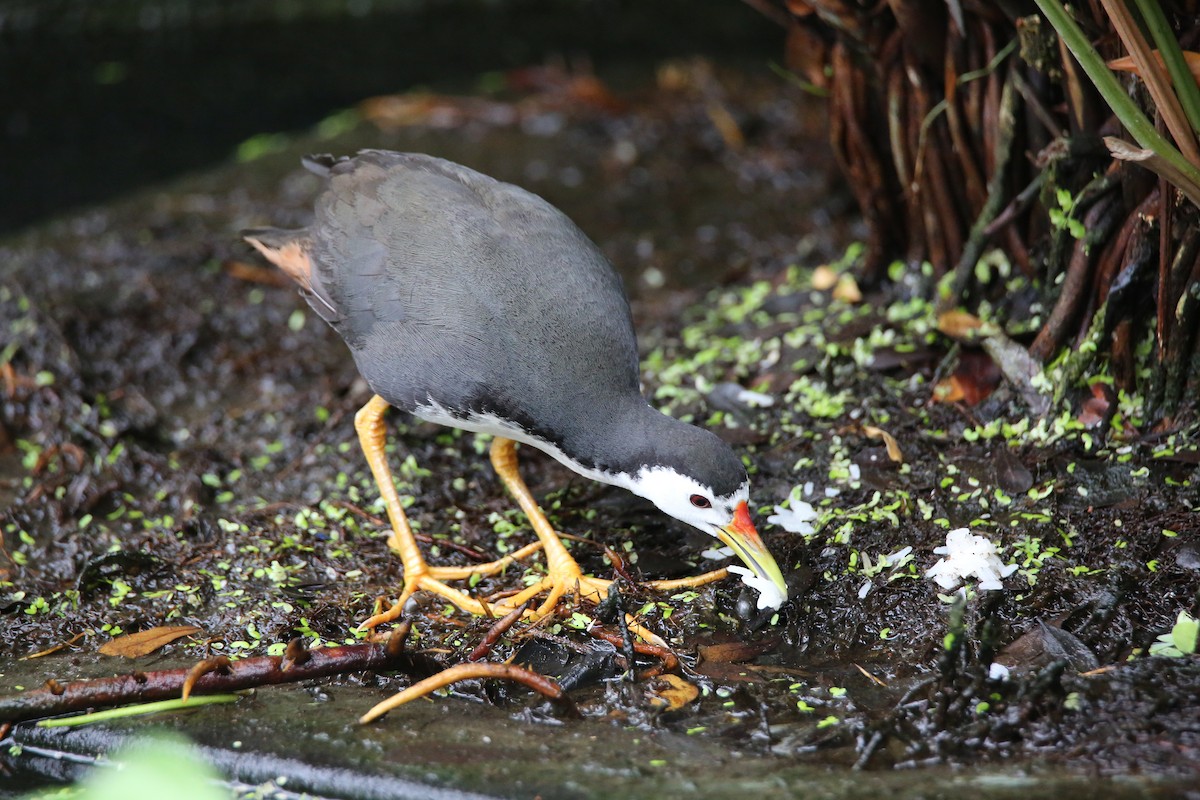 White-breasted Waterhen - ML616707417