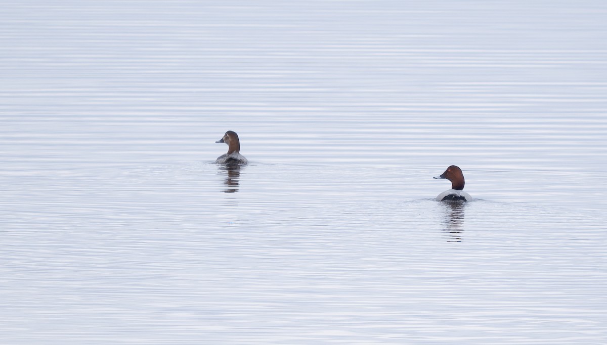 Common Pochard - Arto Keskinen