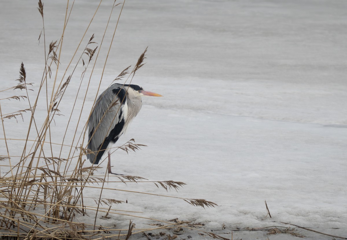 Gray Heron - Arto Keskinen