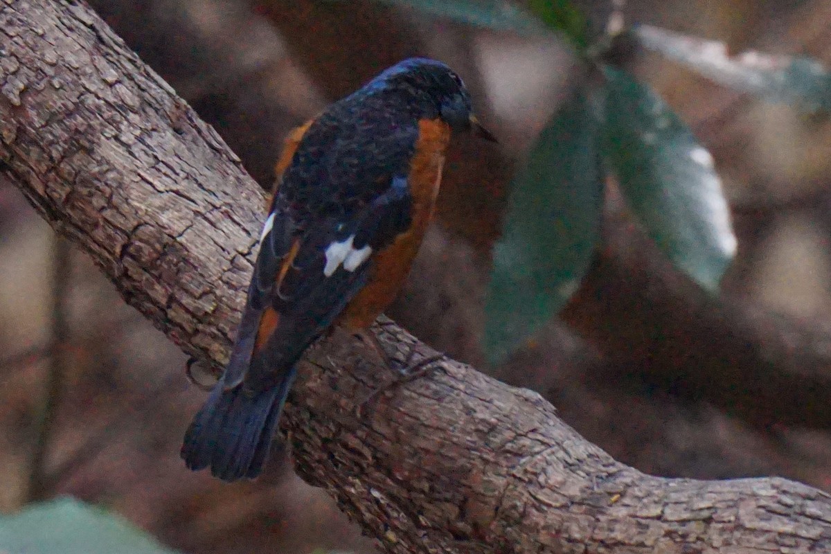 Blue-capped Rock-Thrush - Sundar Muruganandhan