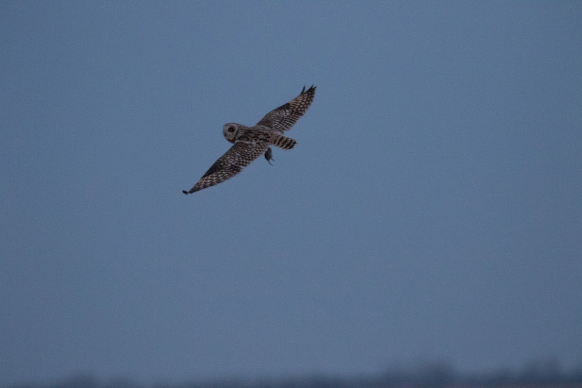 Short-eared Owl - ML616707519