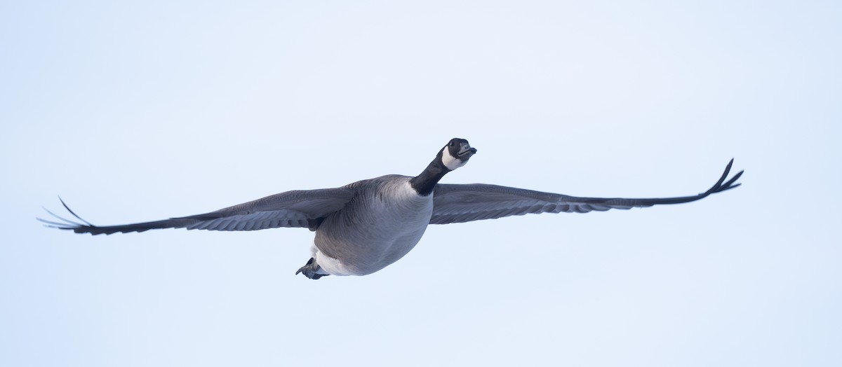 Canada Goose - Arto Keskinen