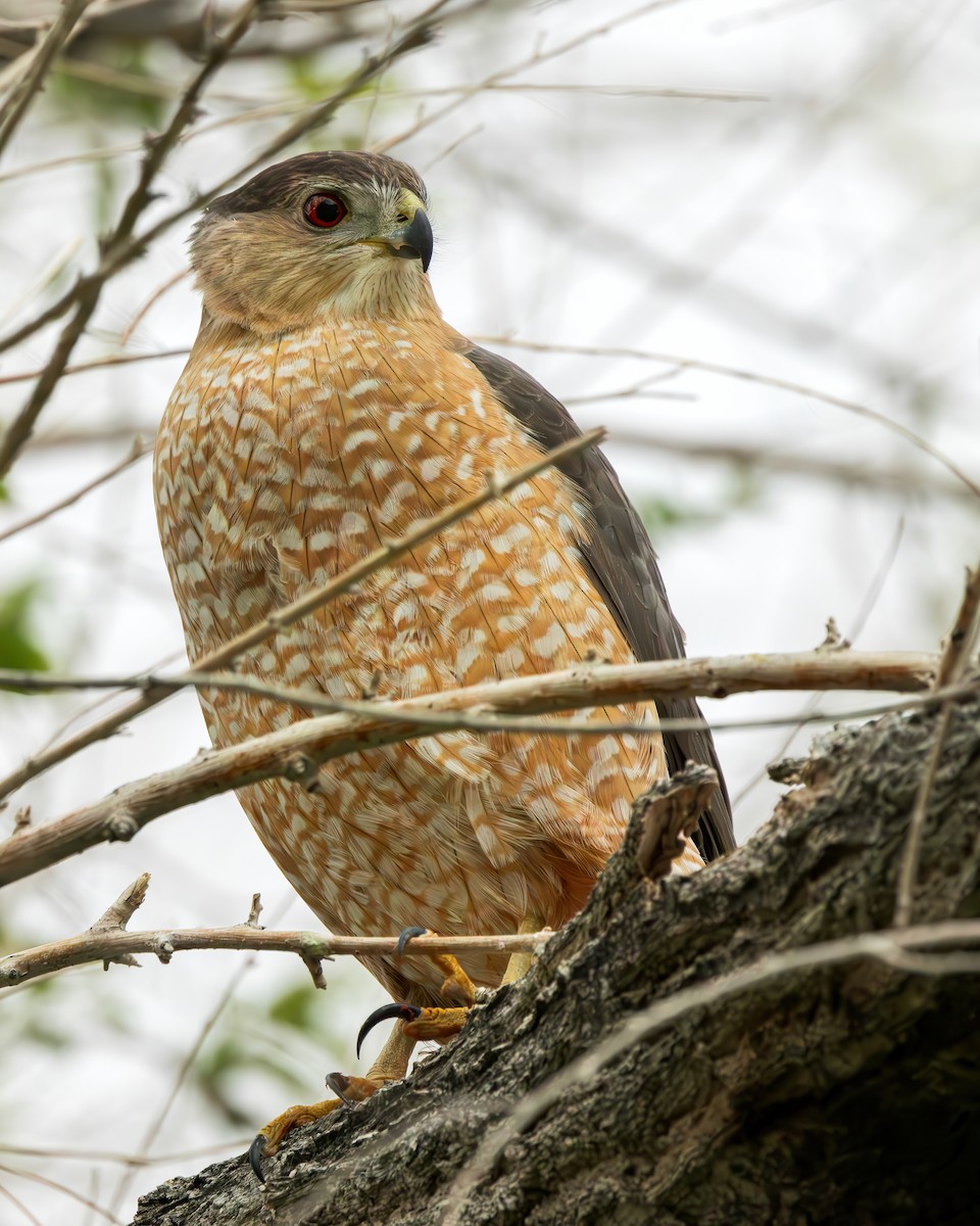 Cooper's Hawk - Connor Cochrane