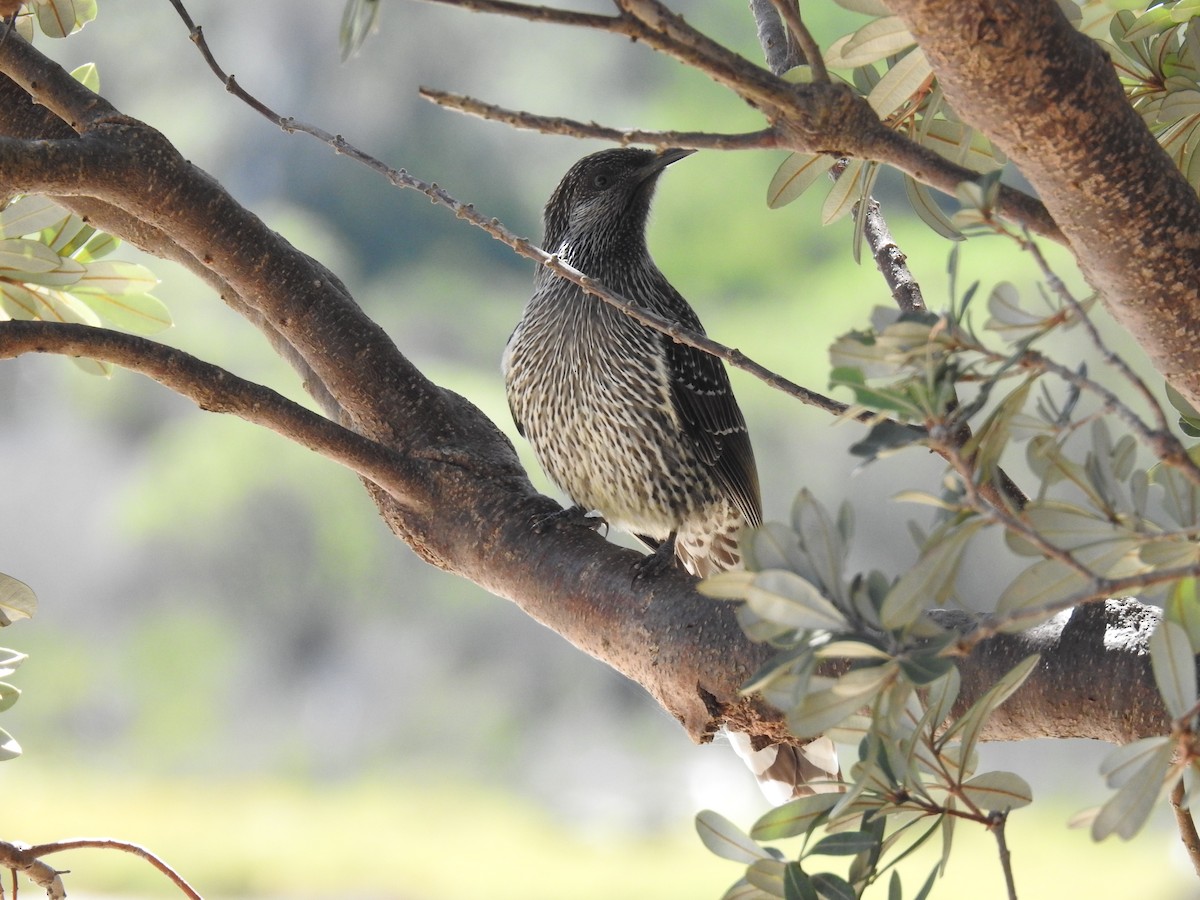 Little Wattlebird - ML616707603