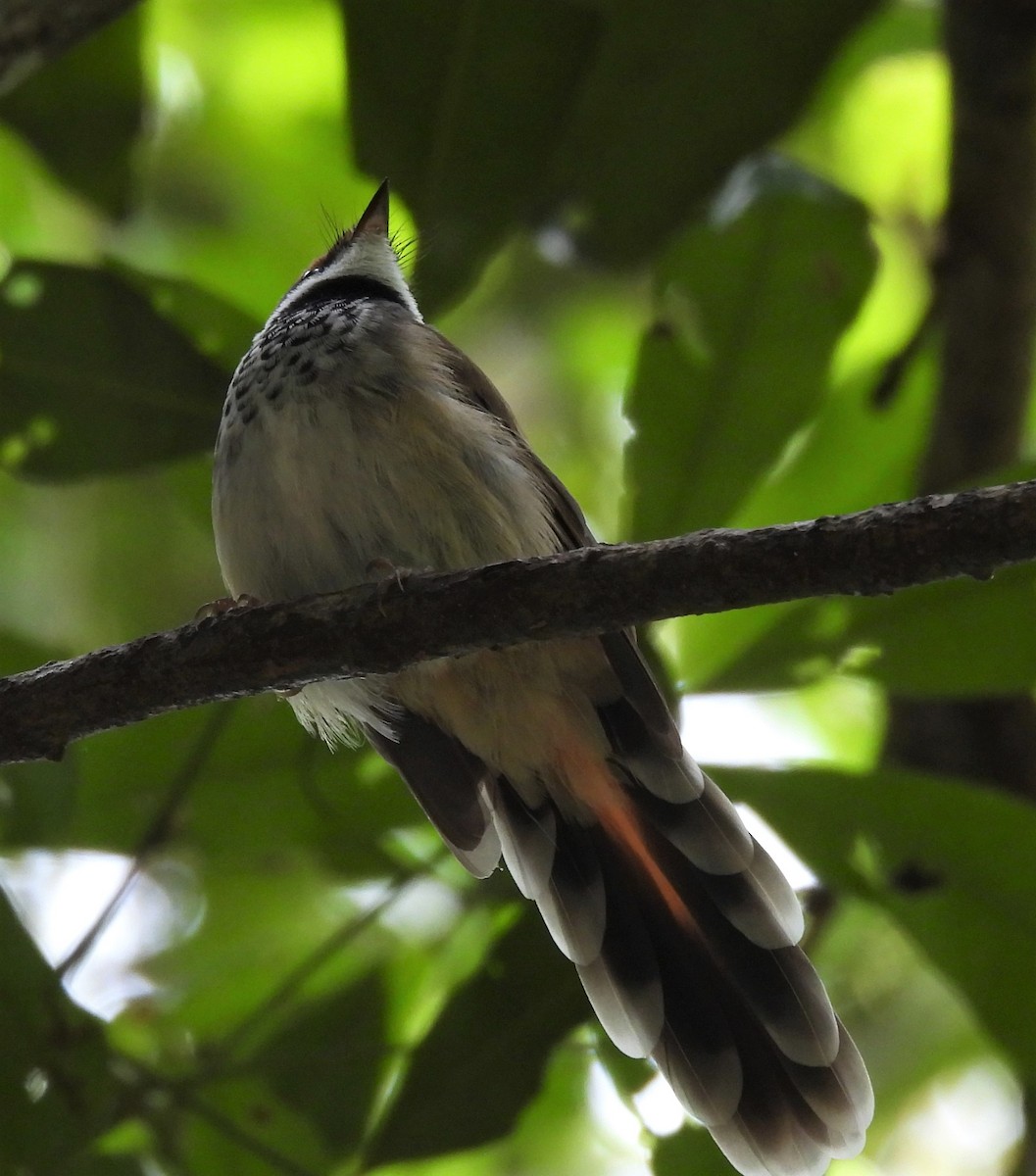 Australian Rufous Fantail - Kathy Wilk