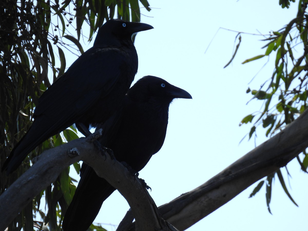 crow/raven sp. - ML616707635