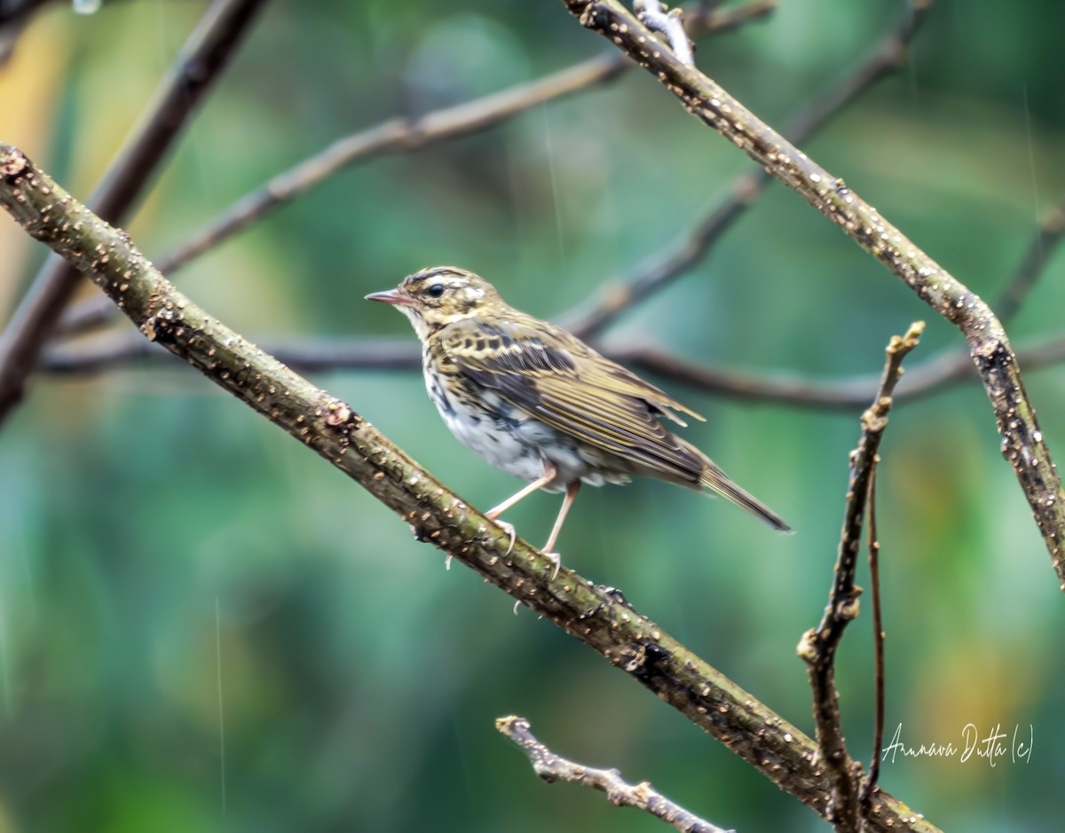 Olive-backed Pipit - ML616707649