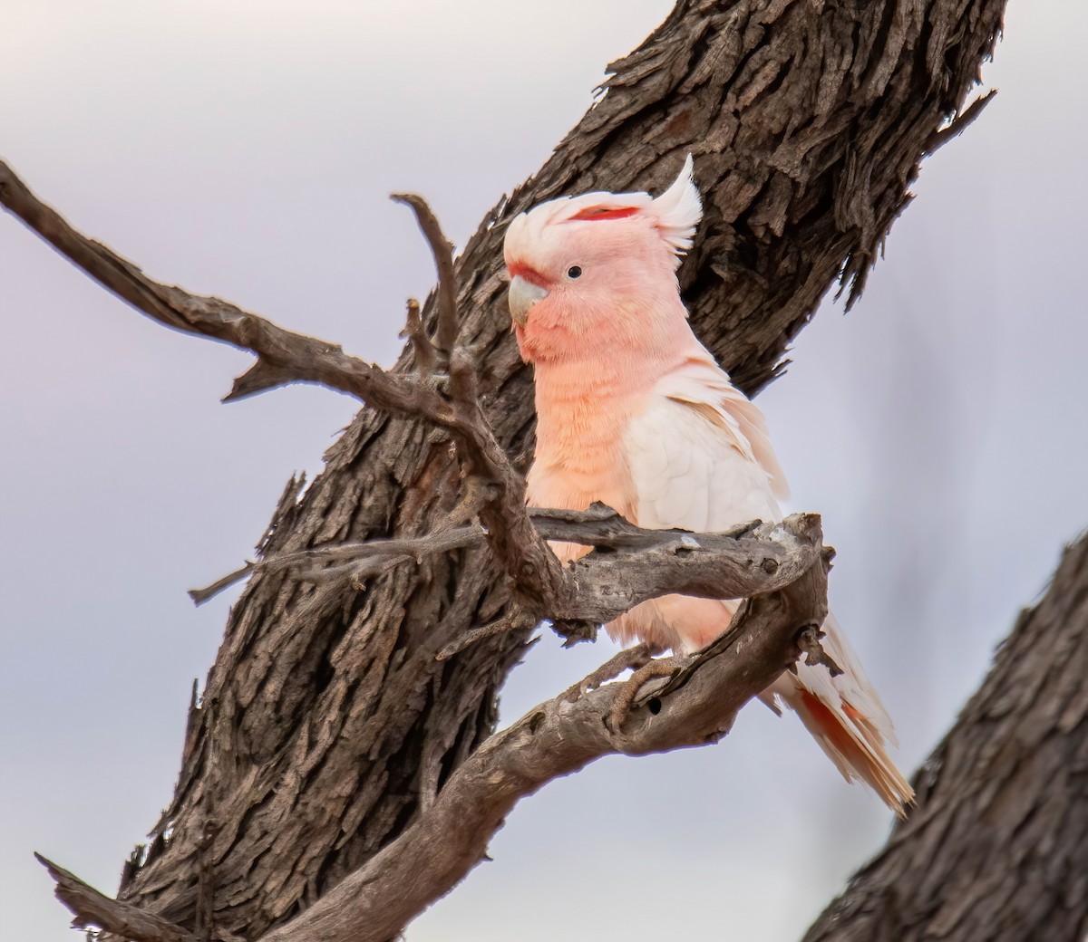 Pink Cockatoo - Craig McQueen