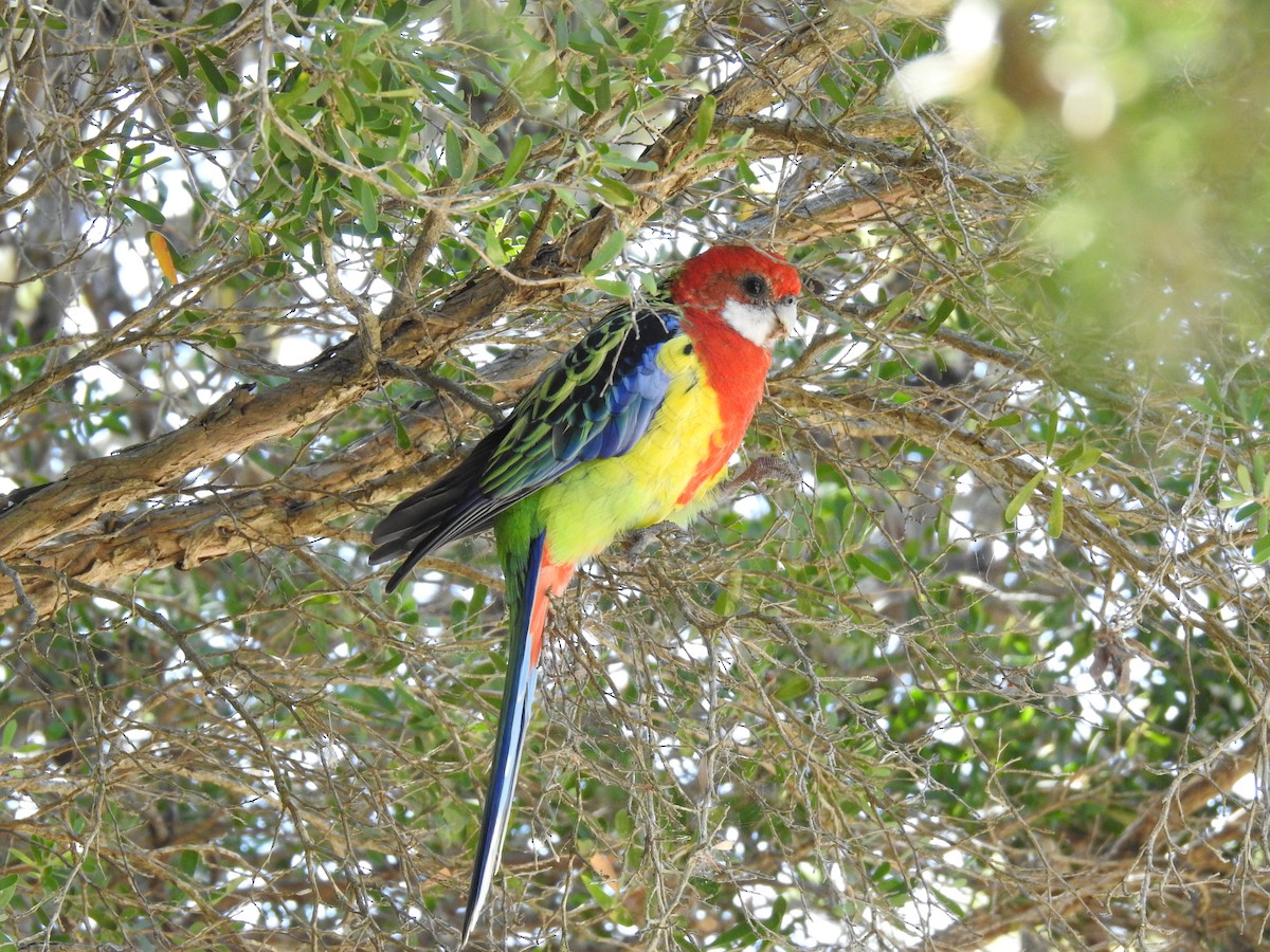 Eastern Rosella - sharon dodd