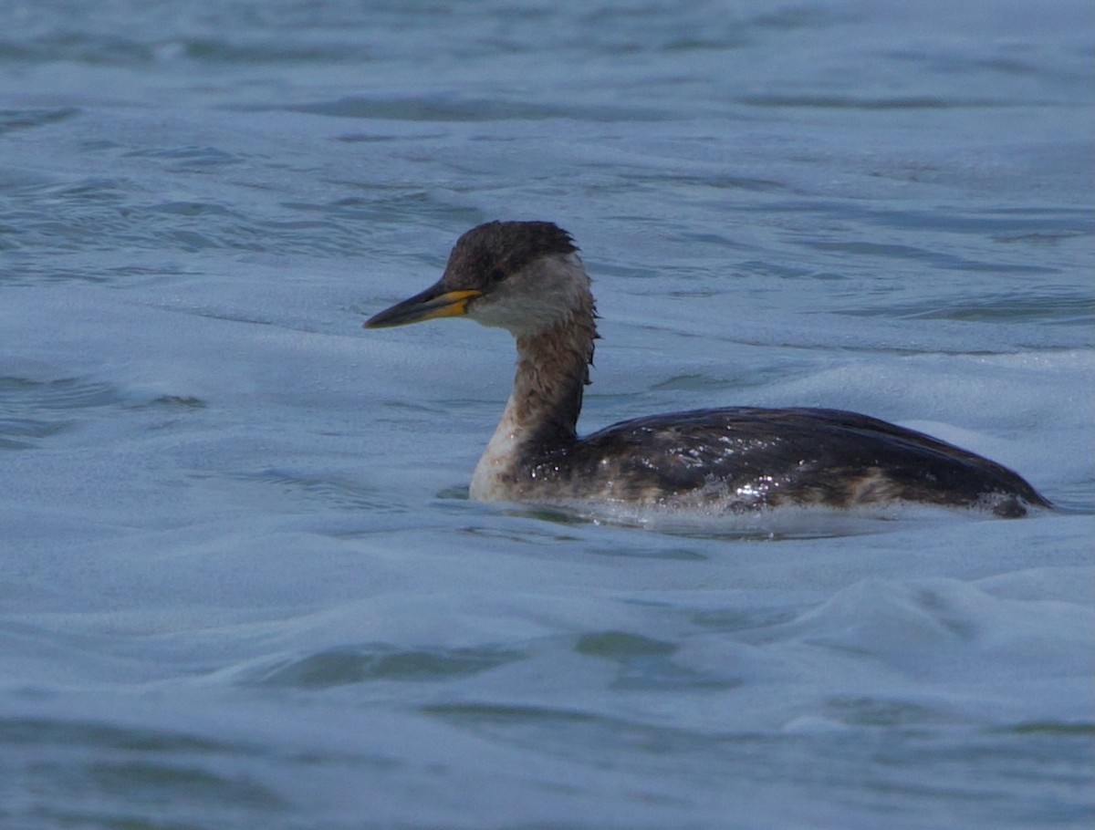 Red-necked Grebe - ML616707683