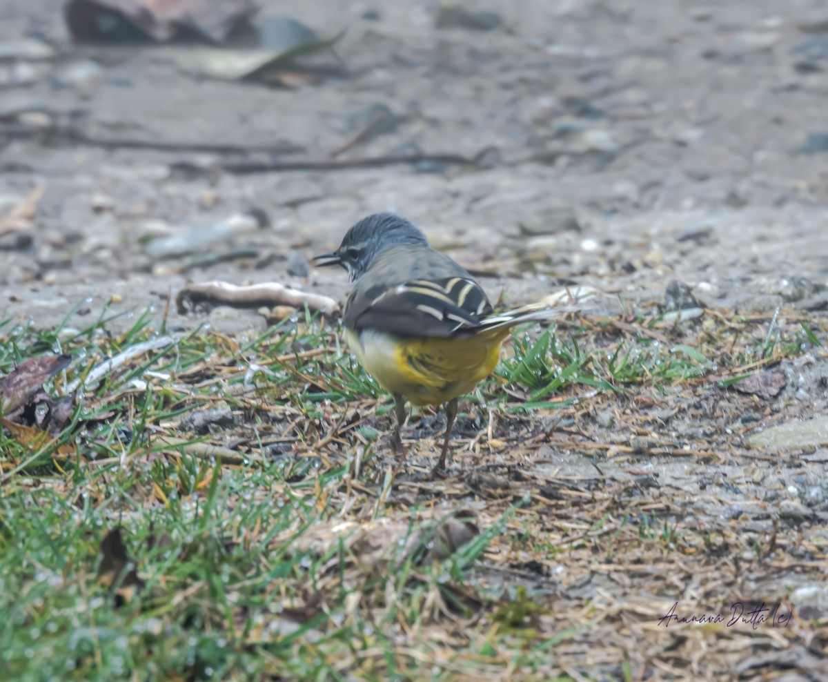 Gray Wagtail - ML616707696