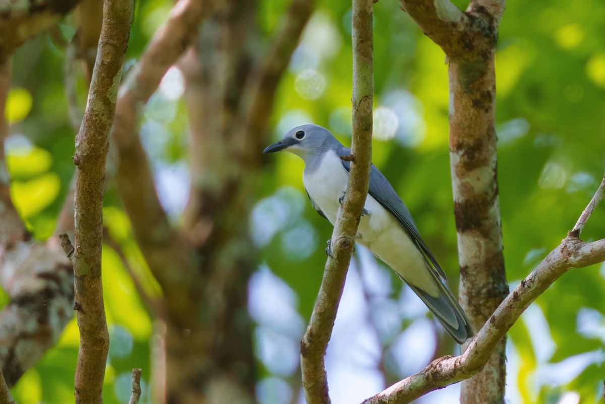 White-breasted Cuckooshrike - ML616707705