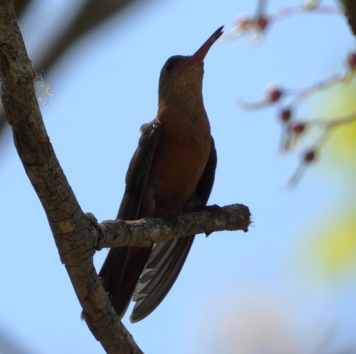 kolibřík ryšavý - ML616707711