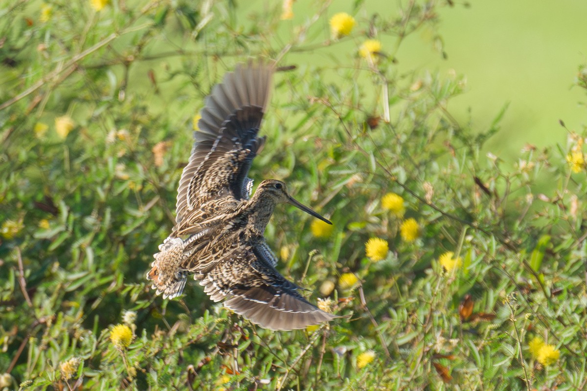 Pin-tailed Snipe - ML616707718