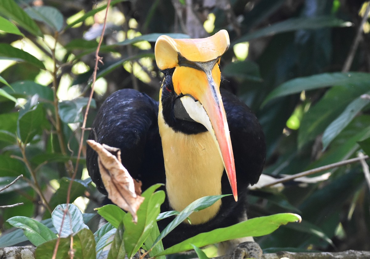 Great Hornbill - ML616707755