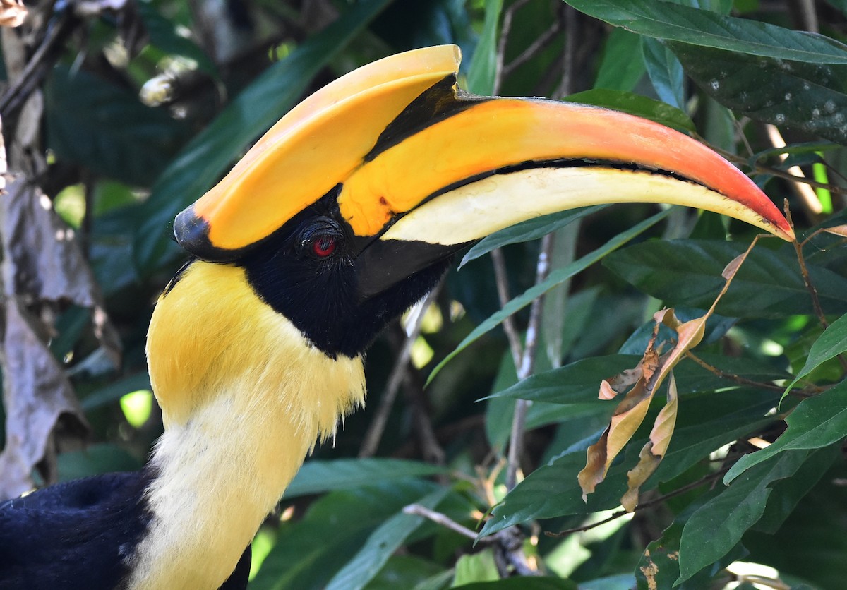 Great Hornbill - ML616707756