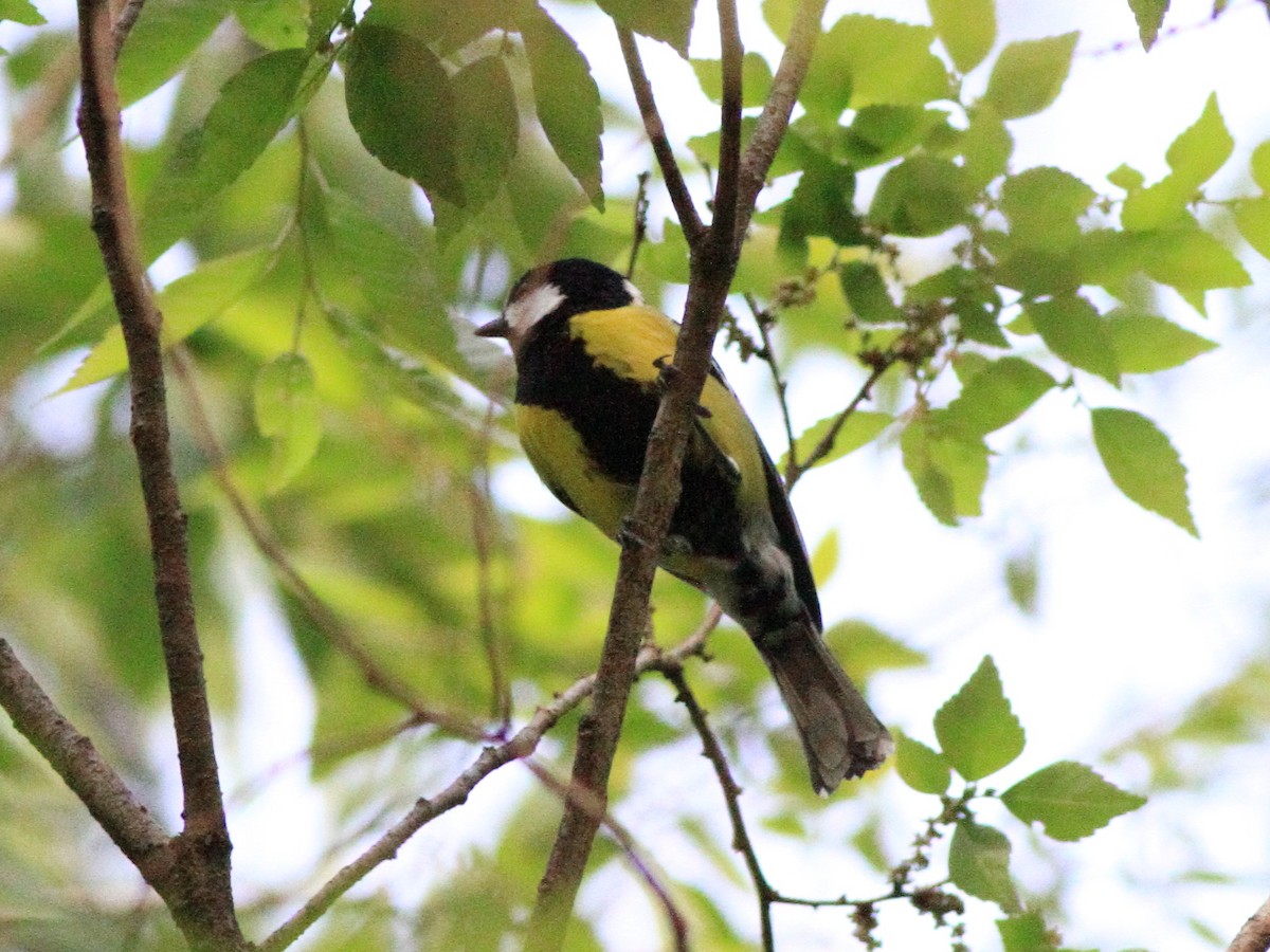 Green-backed Tit - ML616707776