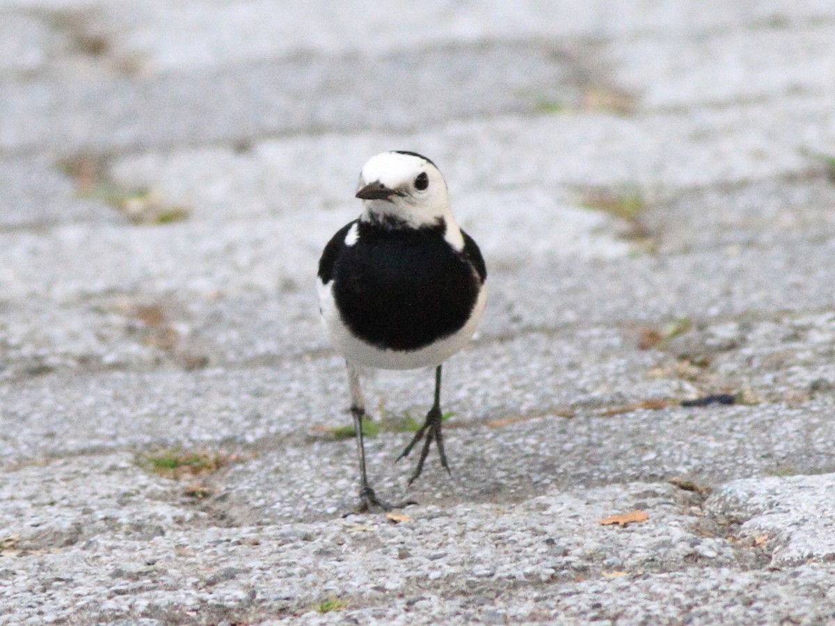 White Wagtail - ML616707783