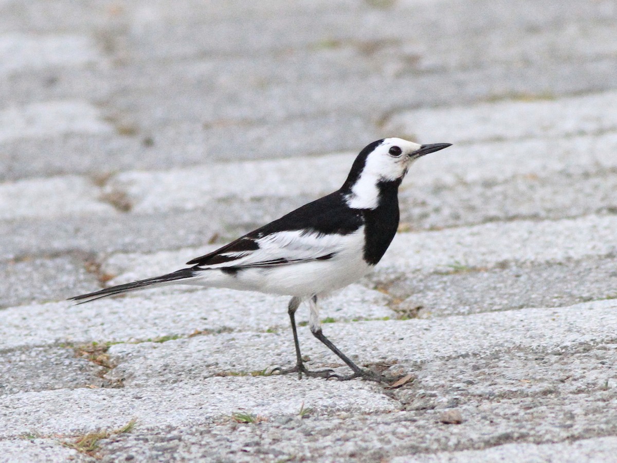 White Wagtail - ML616707785