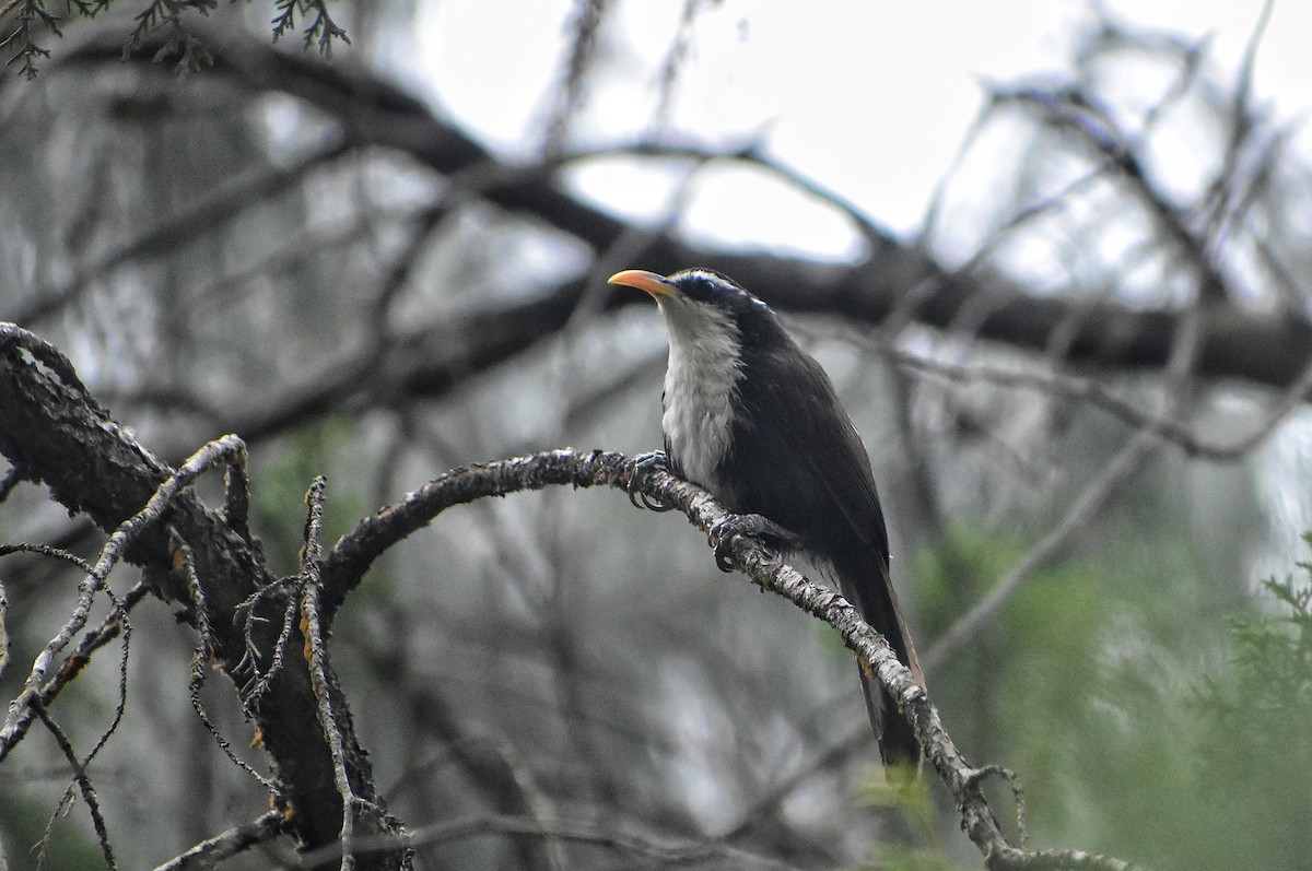 Indian Scimitar-Babbler - ML616707788