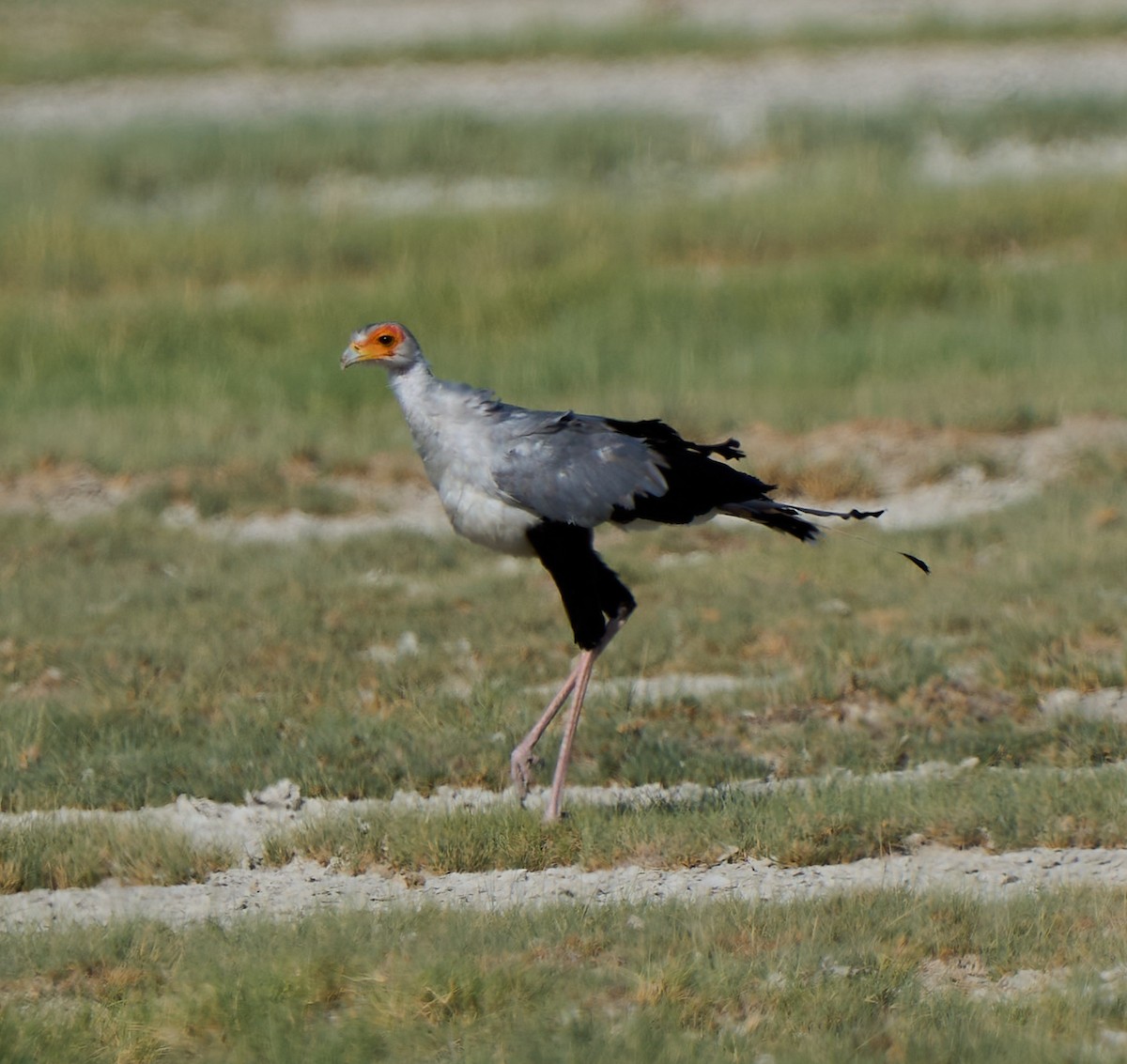 Secretarybird - Steven Cheong