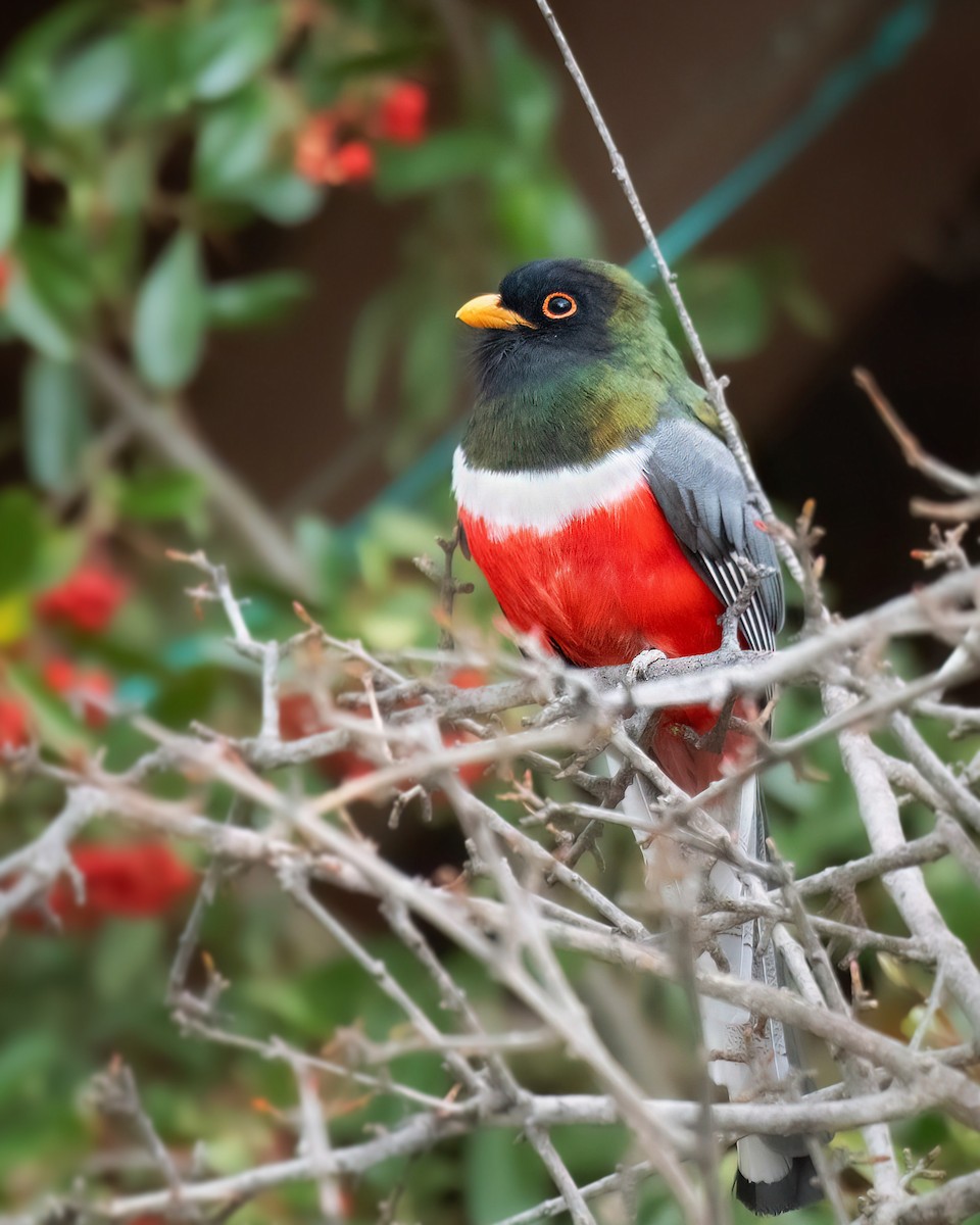 Elegant Trogon - Hannah Criswell