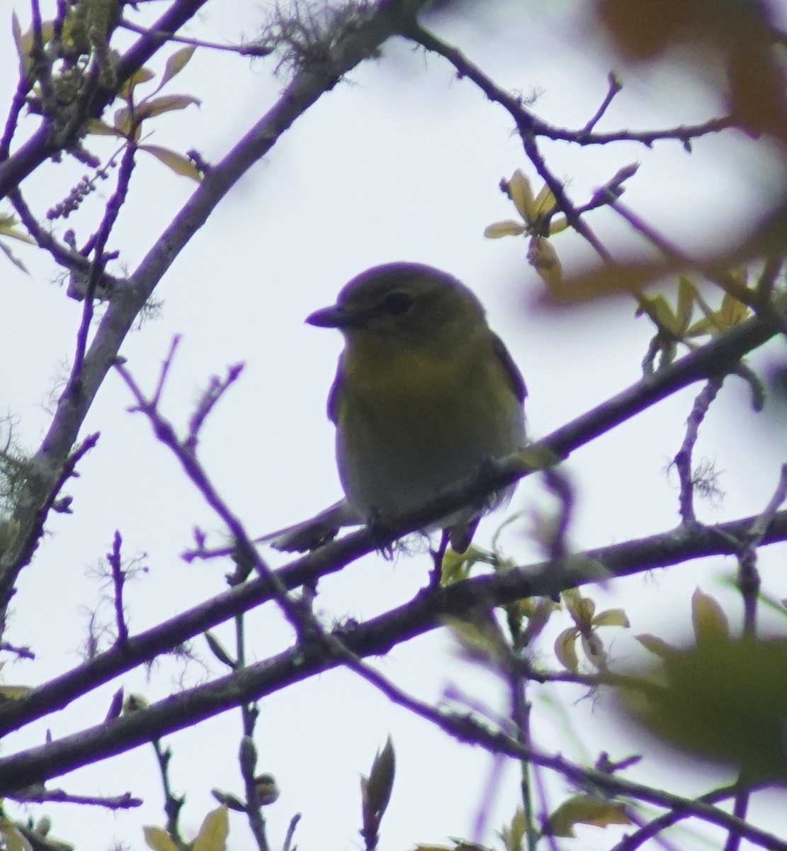 Yellow-throated Vireo - Mark Ross