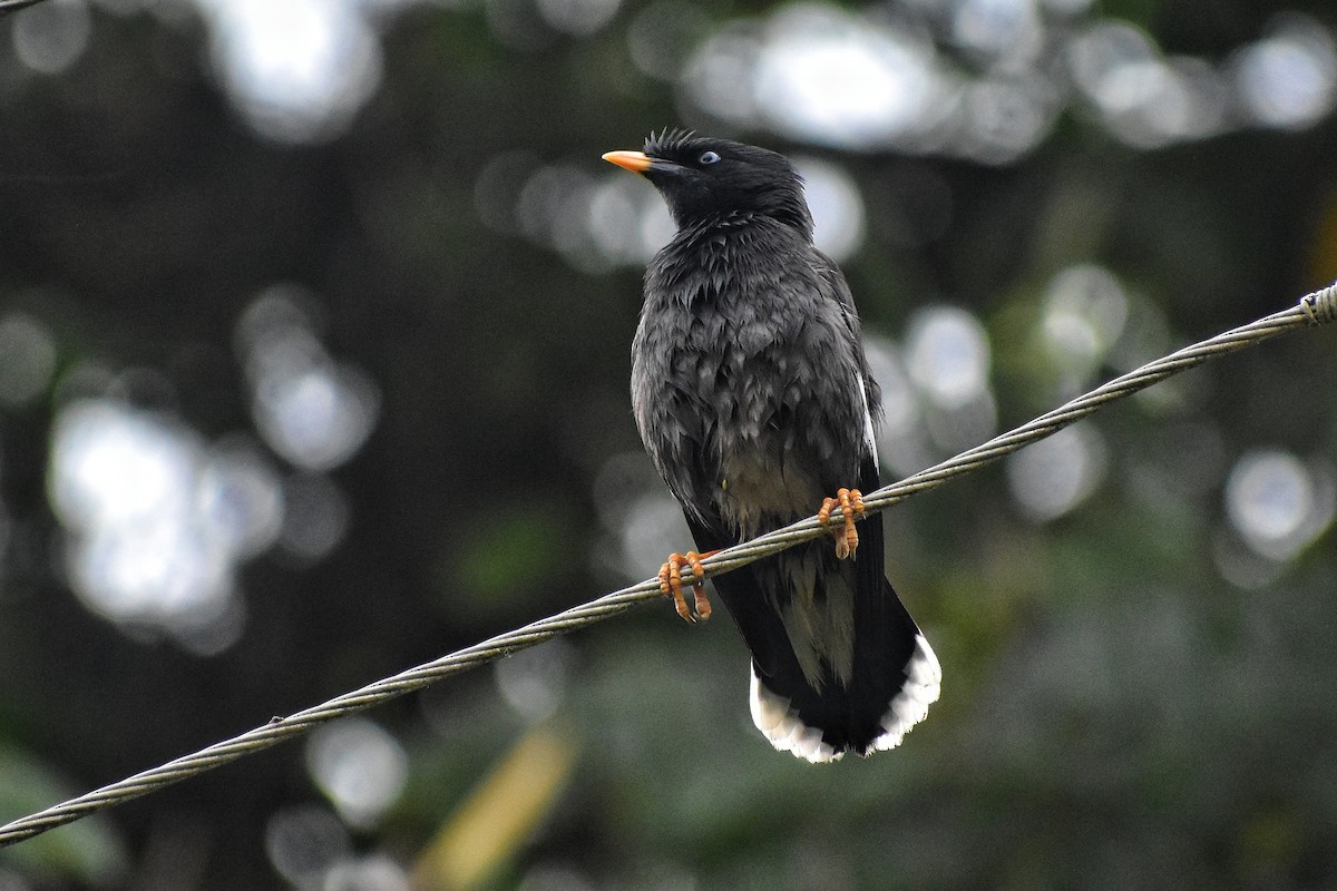 Jungle Myna - ML616707867