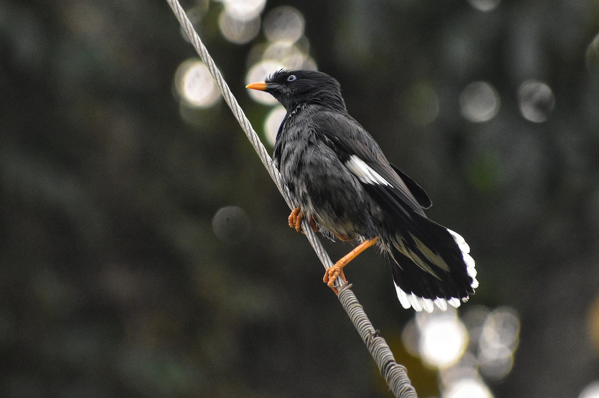 Jungle Myna - ML616707869